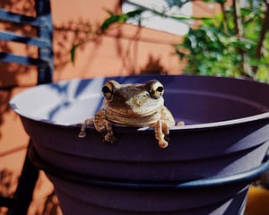 balans opmaken van je leven - boiling frog
